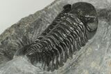 Austerops Trilobite Fossil - Morocco #202988-2